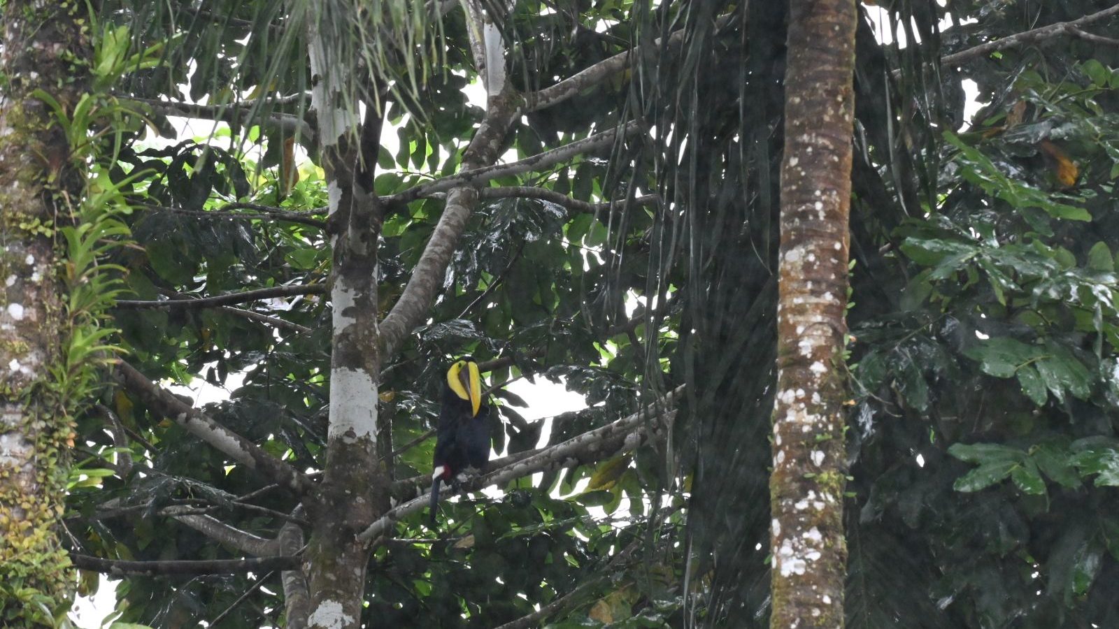 Rondreis Costa Rica, Sarapiqui, vogel in bomen