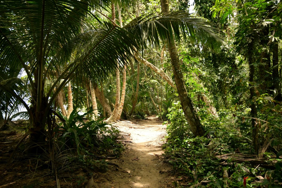 Rondreis Costa Rica, Tortuguero NP, wandelpad in de jungle