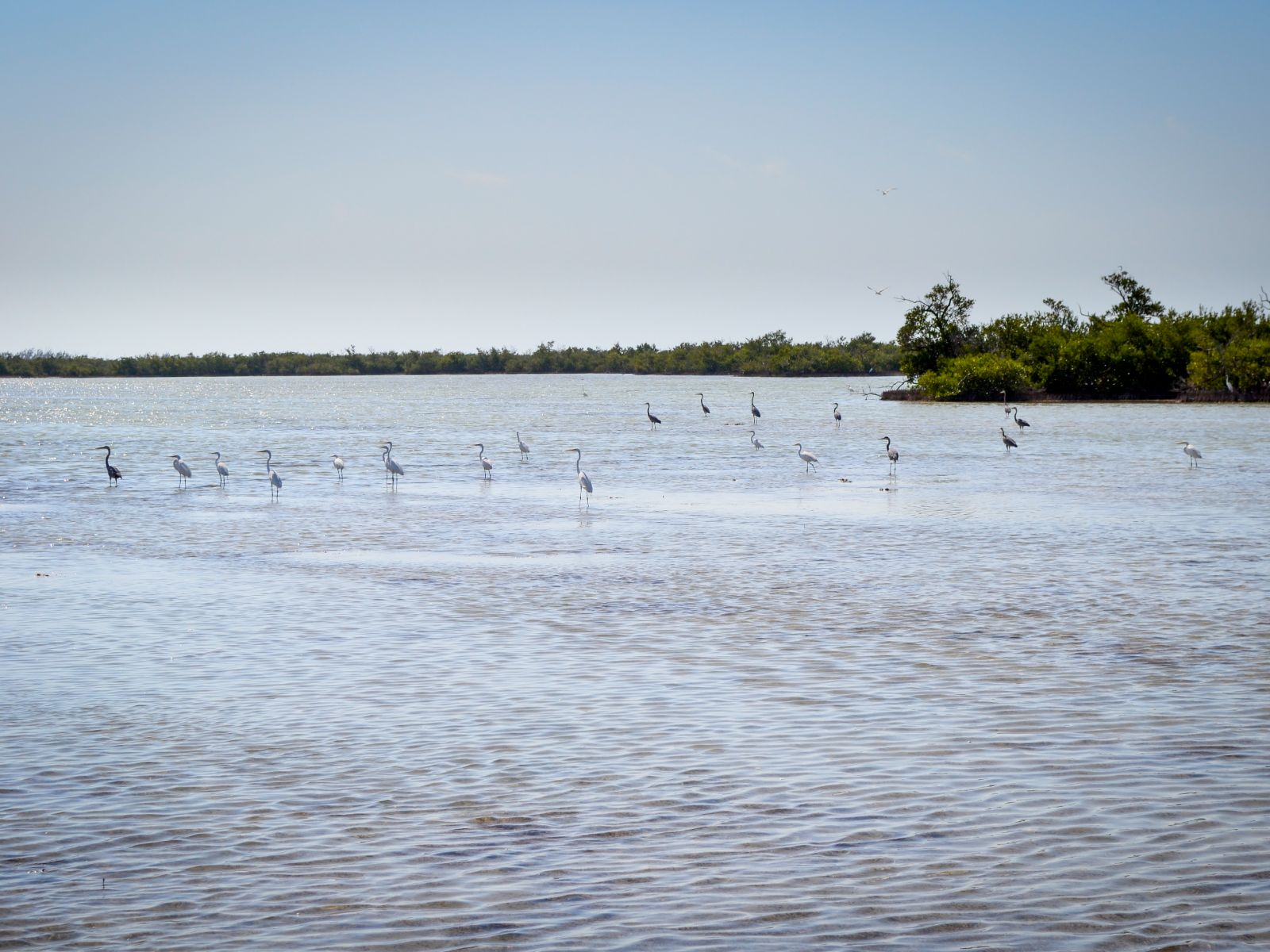 Rondreis Cuba, Playa Larga, Parque Nacional de Zapata, vogels