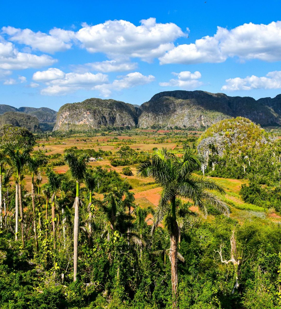 Rondreis Cuba, Viñales Vallei bomen linkerzijde