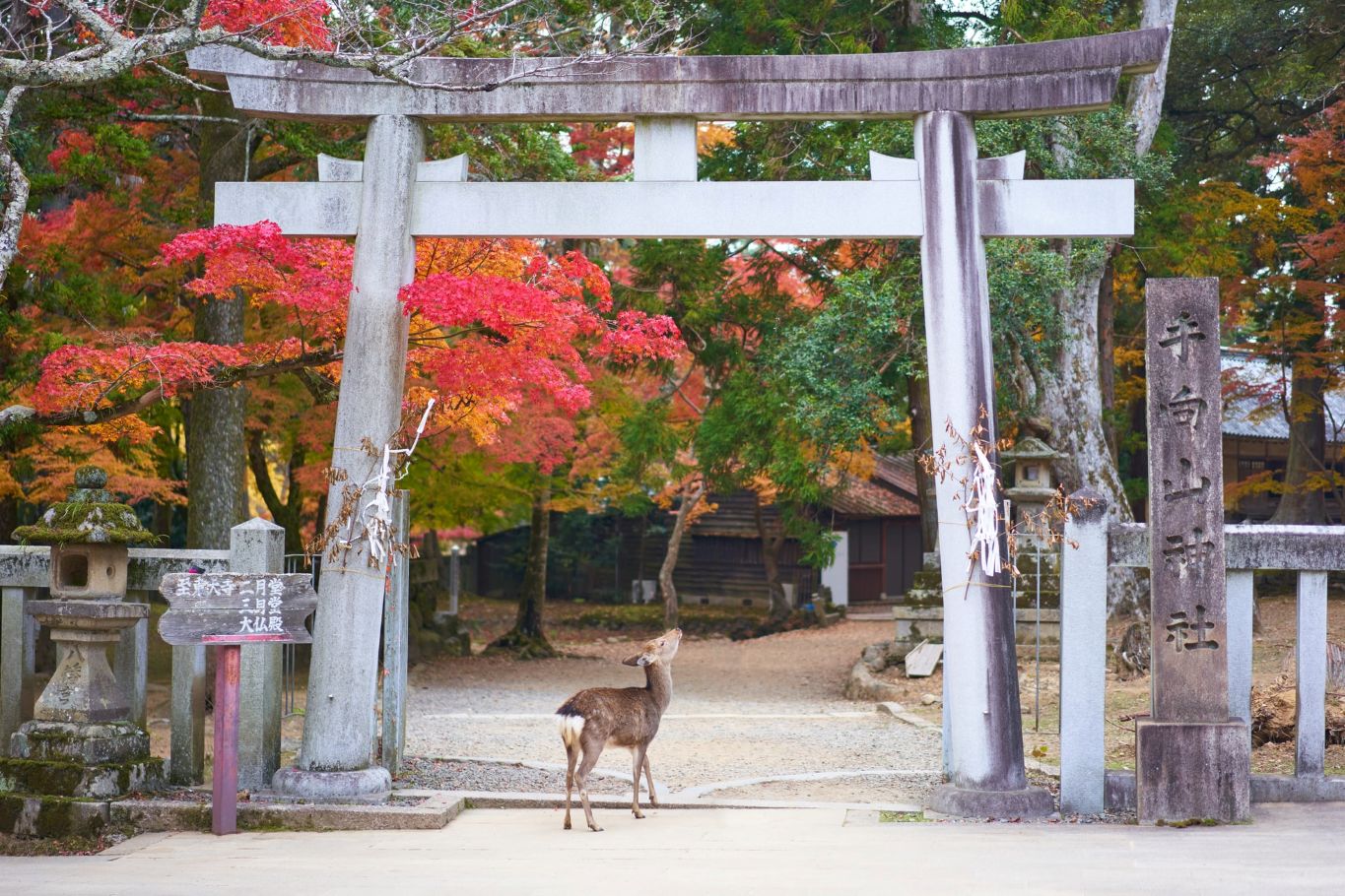 Rondreis Japan, Nara, hert onder een torii poort