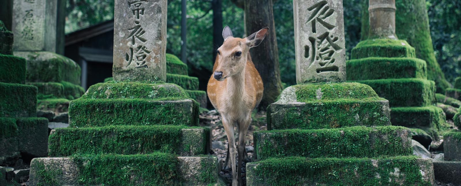 Rondreis Japan, Nara, hert tussen grafstenen