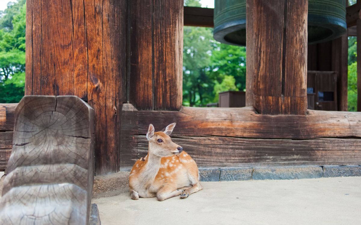 Rondreis Japan, Nara, liggend hert