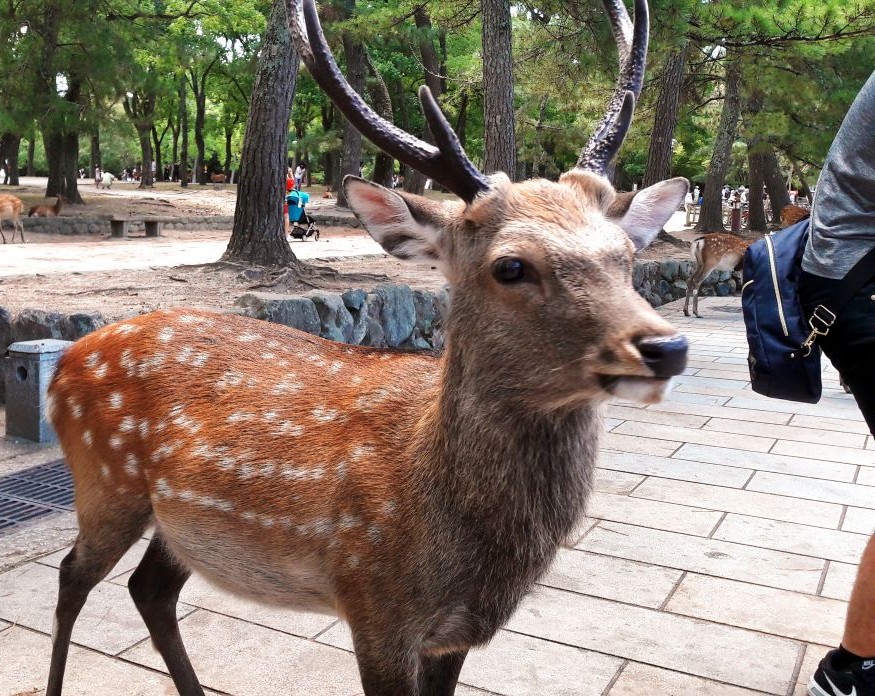 Rondreis Japan, Nara, hert in Nara Park