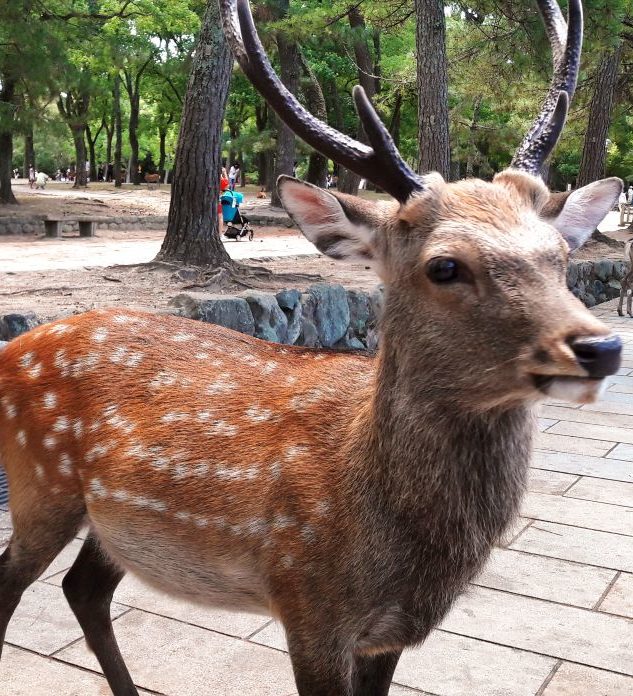Rondreis Japan, Nara, hert in Nara Park