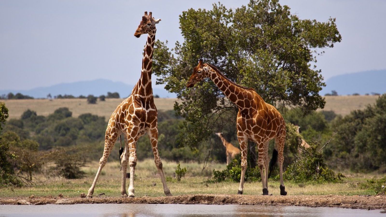 Rondreis Kenia, Buffalo Spring National Reserve, Samburu, Giraffe