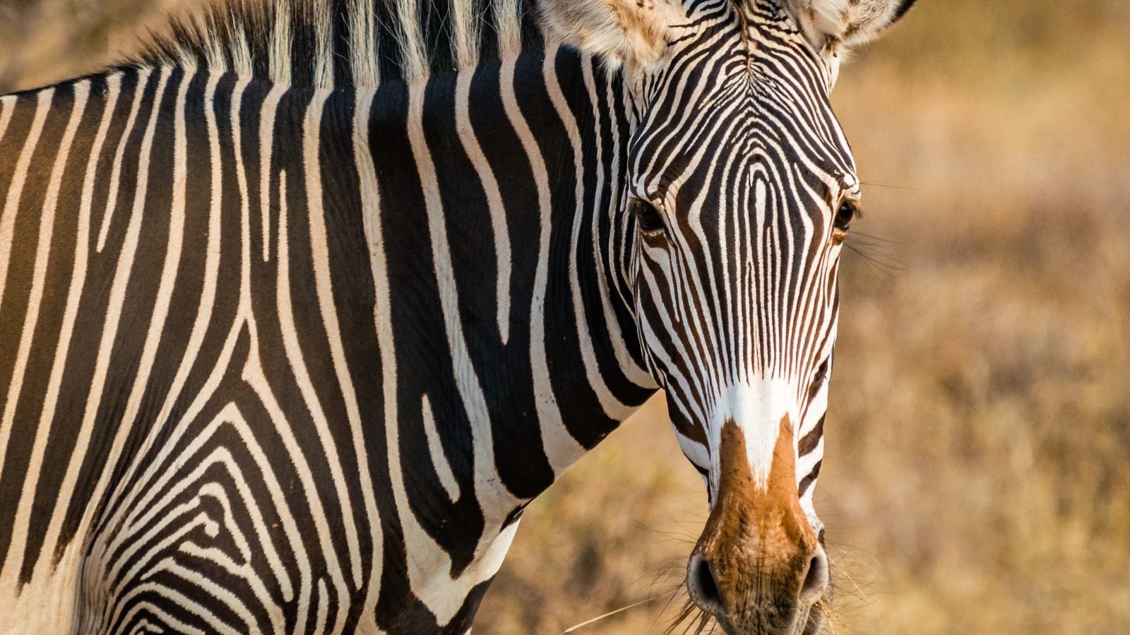 Rondreis Kenia, Buffalo Spring National Reserve, Samburu, Zebra