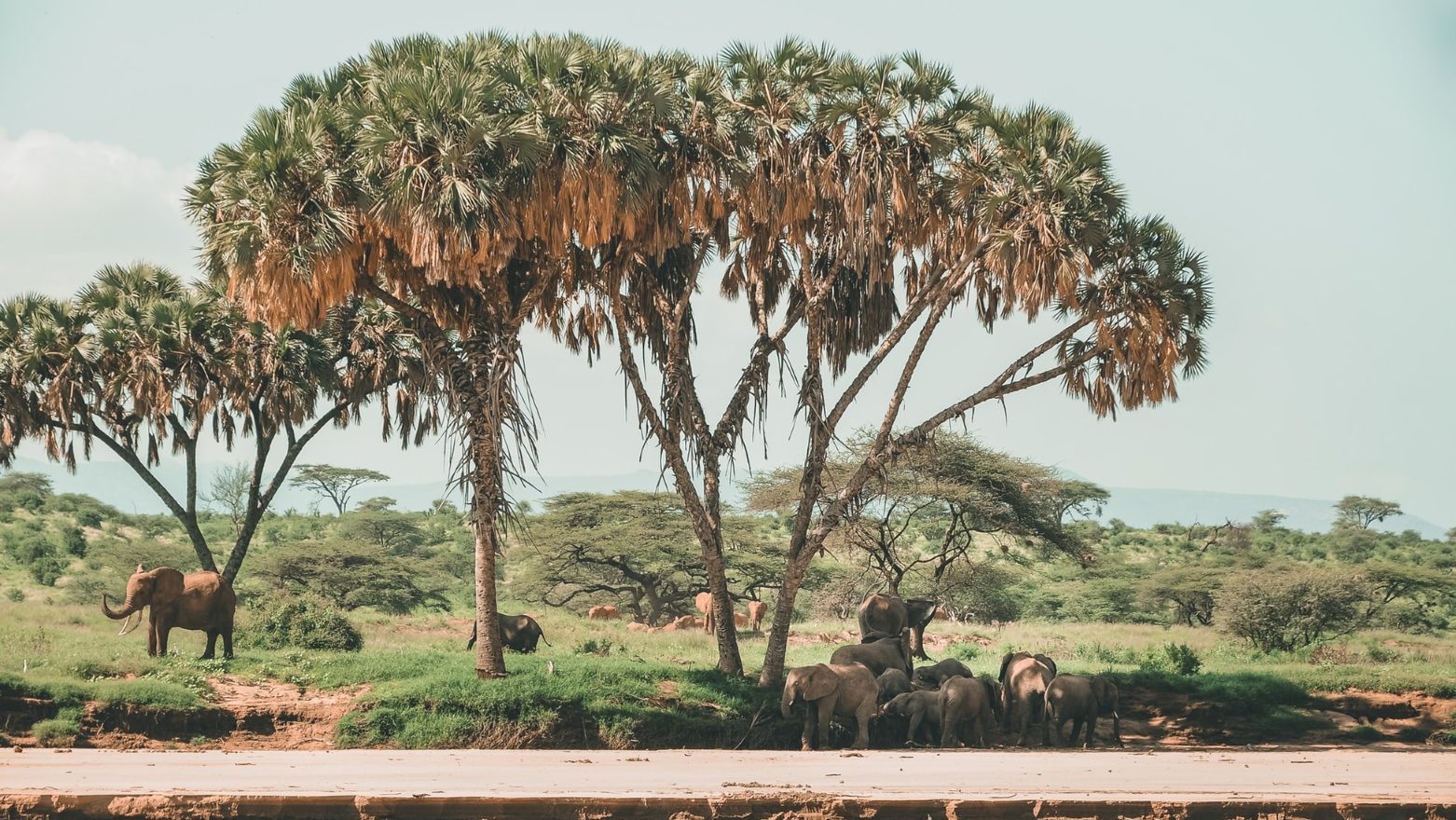 Rondreis Kenia, Buffalo Spring National Reserve, Samburu, boom met kudde olifanten bij waterplaats