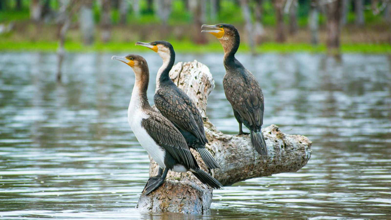 Rondreis Kenia, Lake Naivasha, vogels op boomstronk