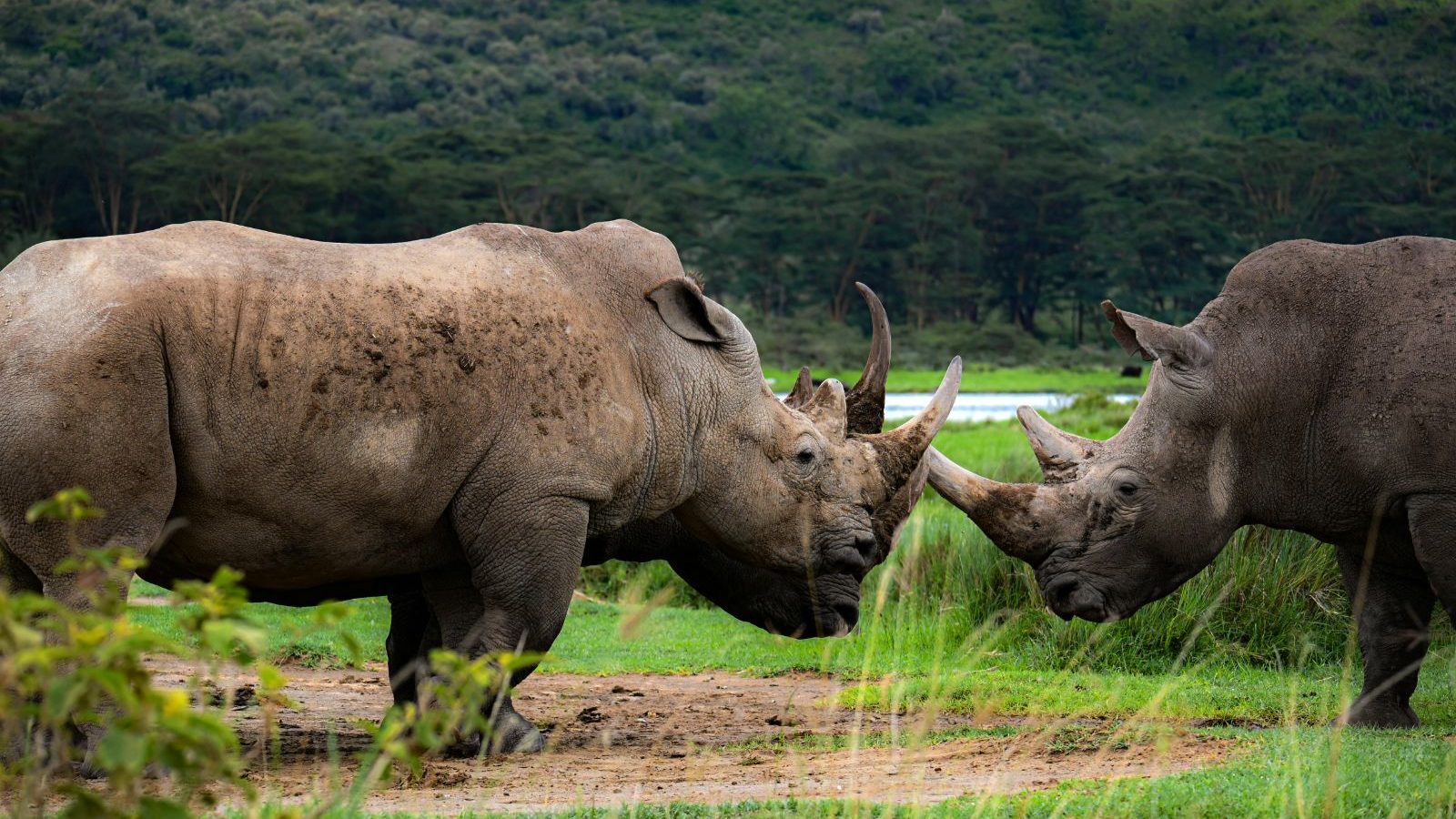Rondreis Kenia, Lake Nakuru, Twee neushoorns tegenover elkaar