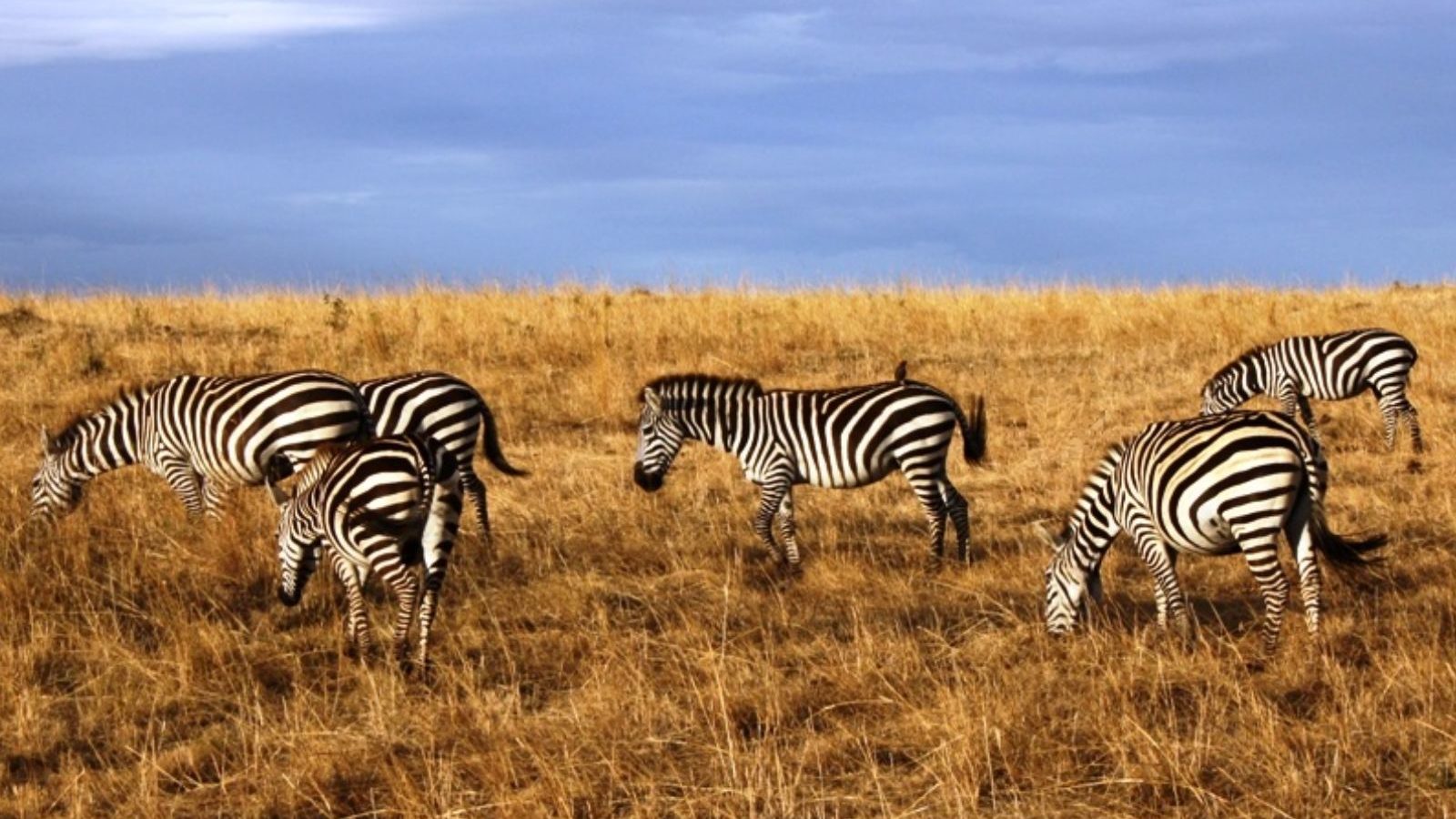 Rondreis Kenia, Masai Mara, groep zebra's