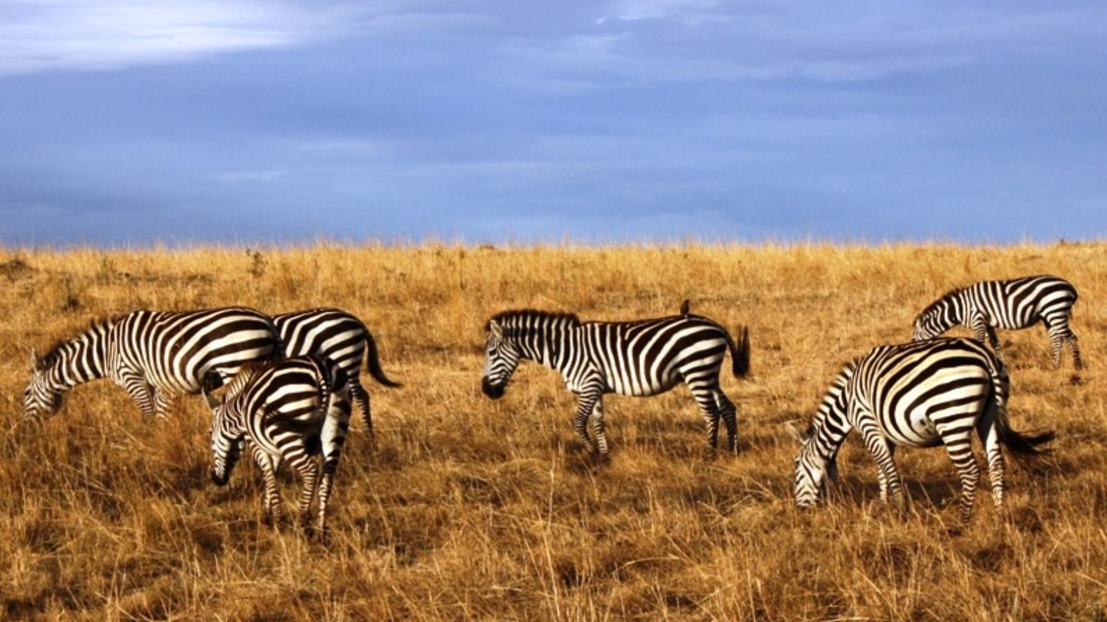 Rondreis Kenia, Masai Mara, groep zebra's