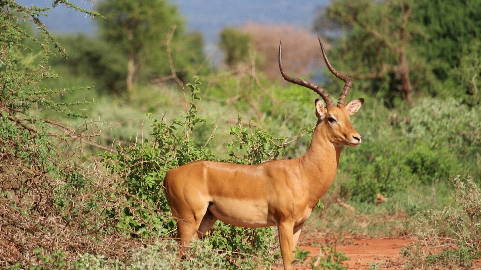 Rondreis Kenia, Tsavo NP, Gazelle