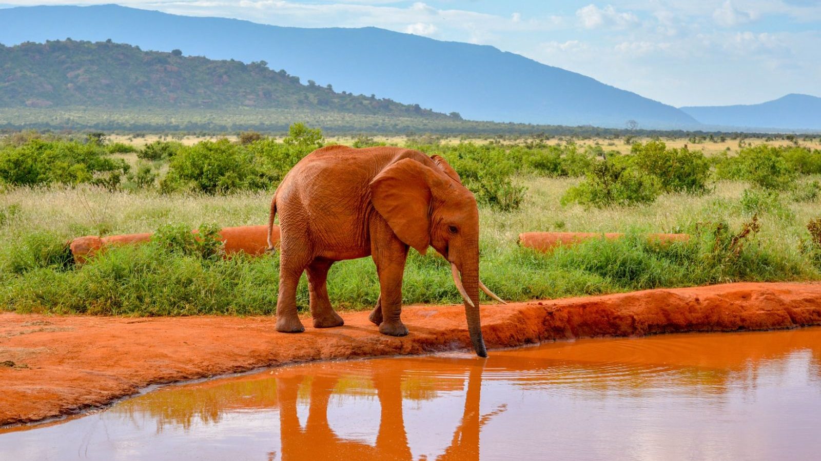 Rondreis Kenia, Tsavo NP, Olifant bij waterplaats