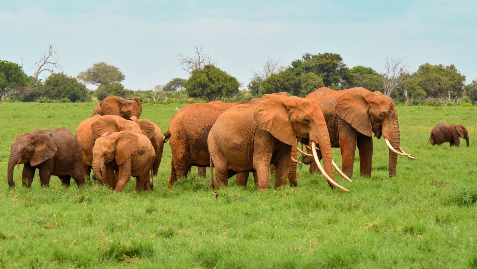 Rondreis Kenia, Tsavo NP, kudde olifanten