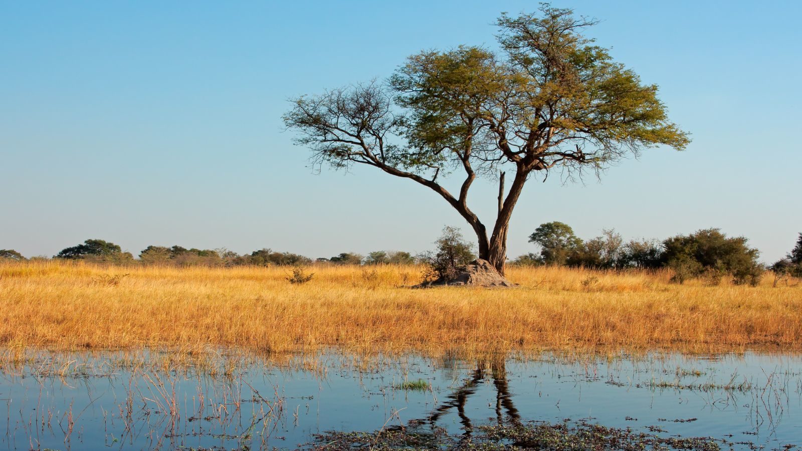 Rondreis Namibië, Caprivi, boom reflecteert in de rivier