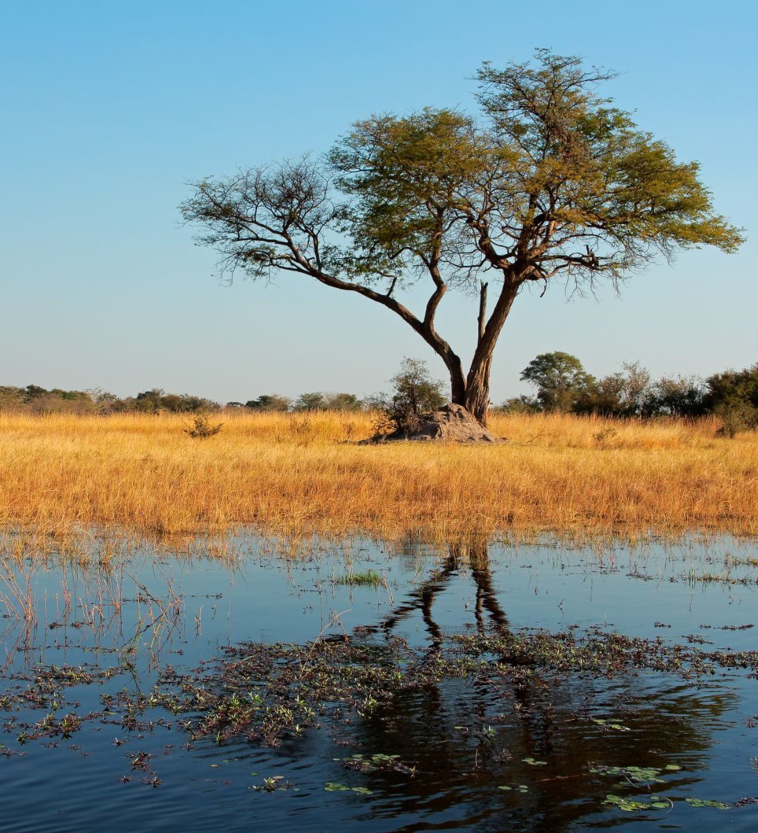 Rondreis Namibië, Caprivi, boom reflecteert in de rivier