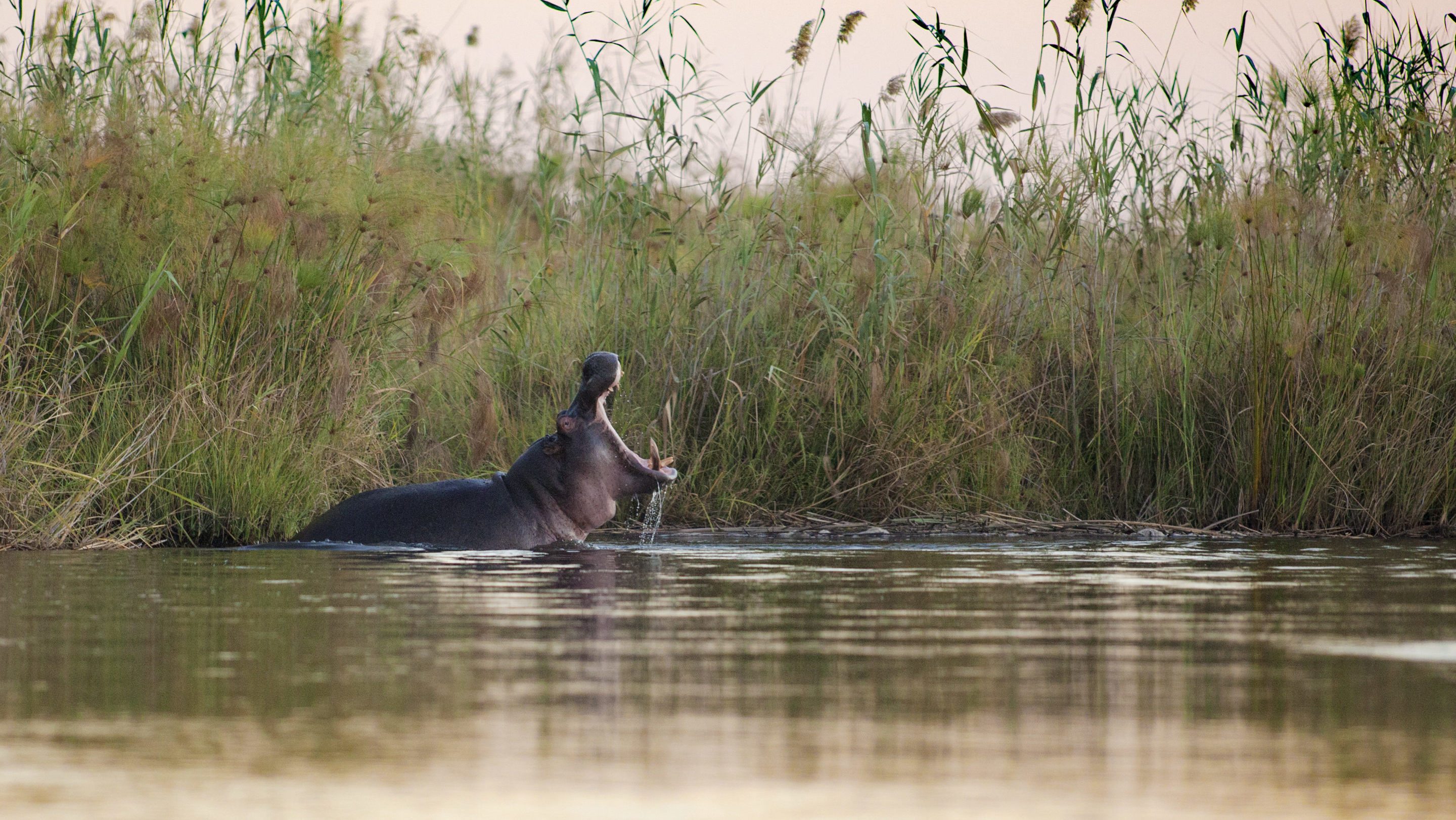 Rondreis Namibië, Caprivi, rivier met nijlpaard HEADER
