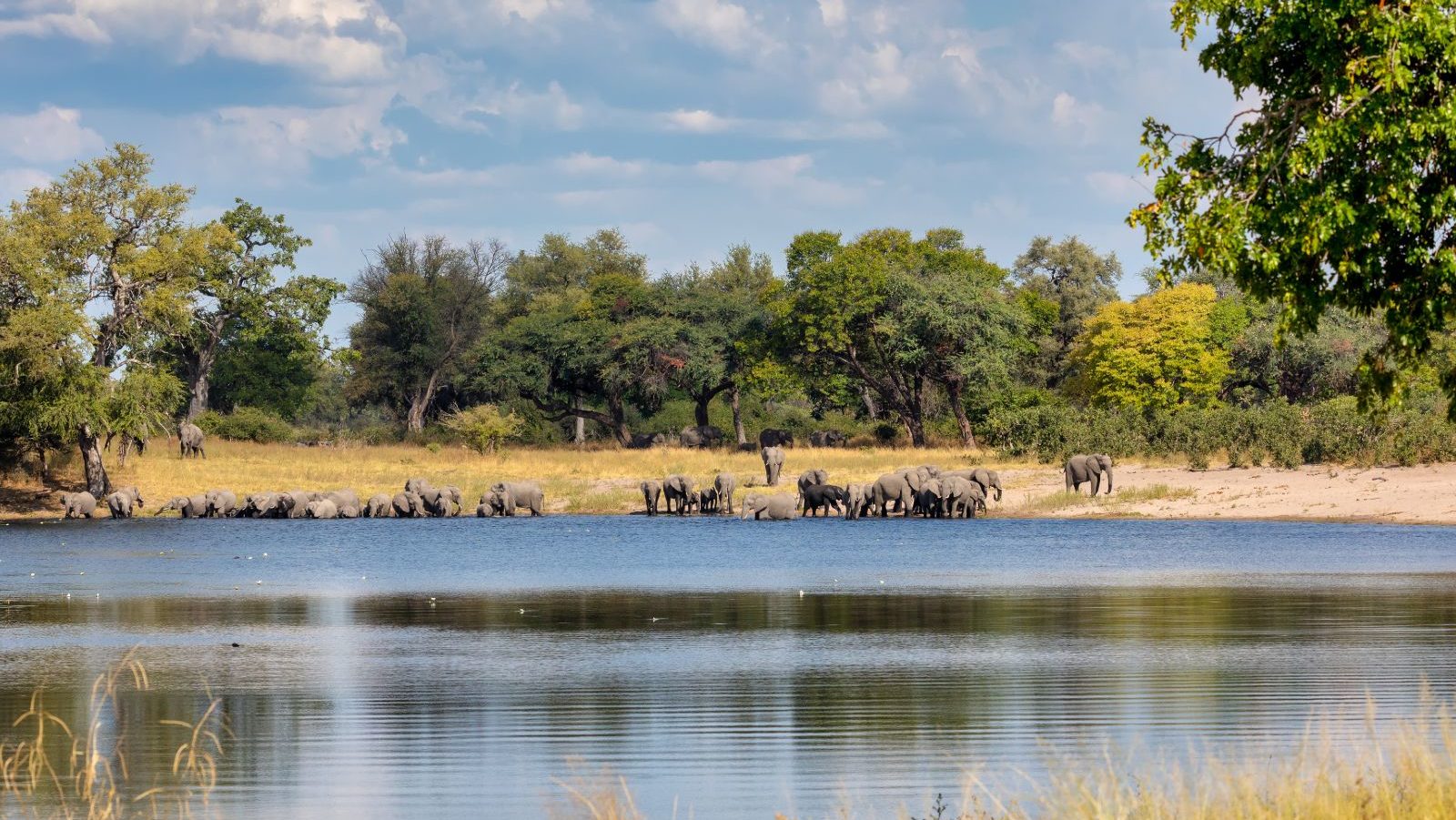 Rondreis Namibië, Caprivi, rivier met olifanten