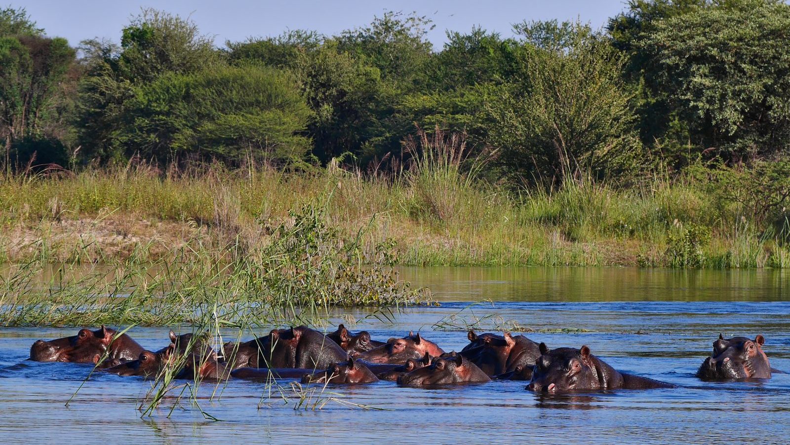 Rondreis Namibië, Divundu en Popa Falls, Divundu, nijlpaarden in rivier