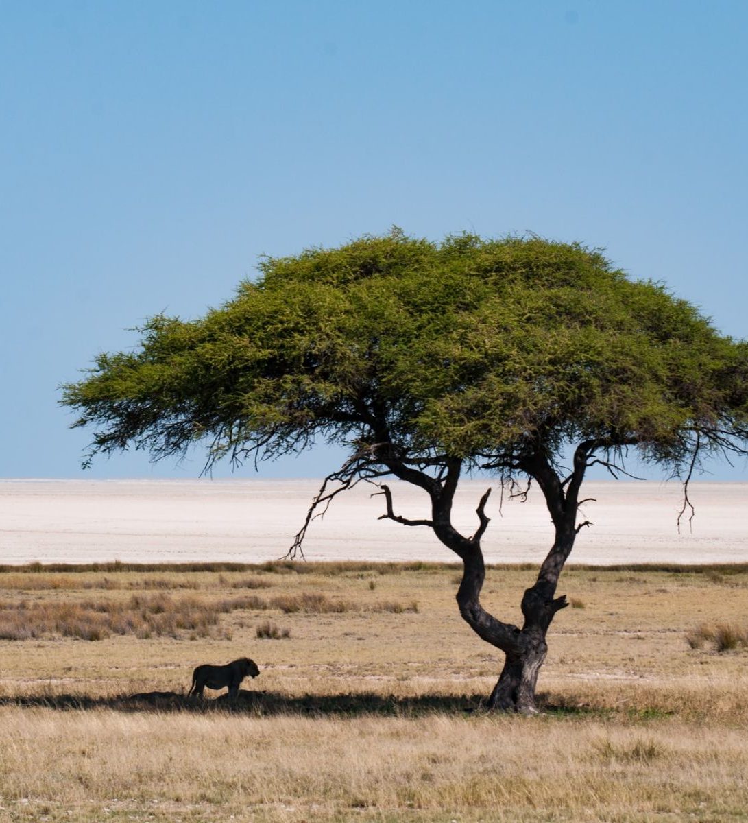 Rondreis-Namibie-Etosha-Leeuw-in-de-schaduw-onder-een-boom-1-aspect-ratio-382-420