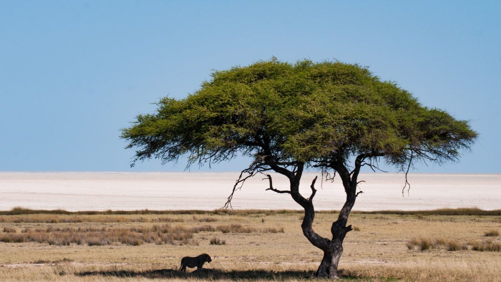 Rondreis Namibië, Etosha, Leeuw in de schaduw onder een boom
