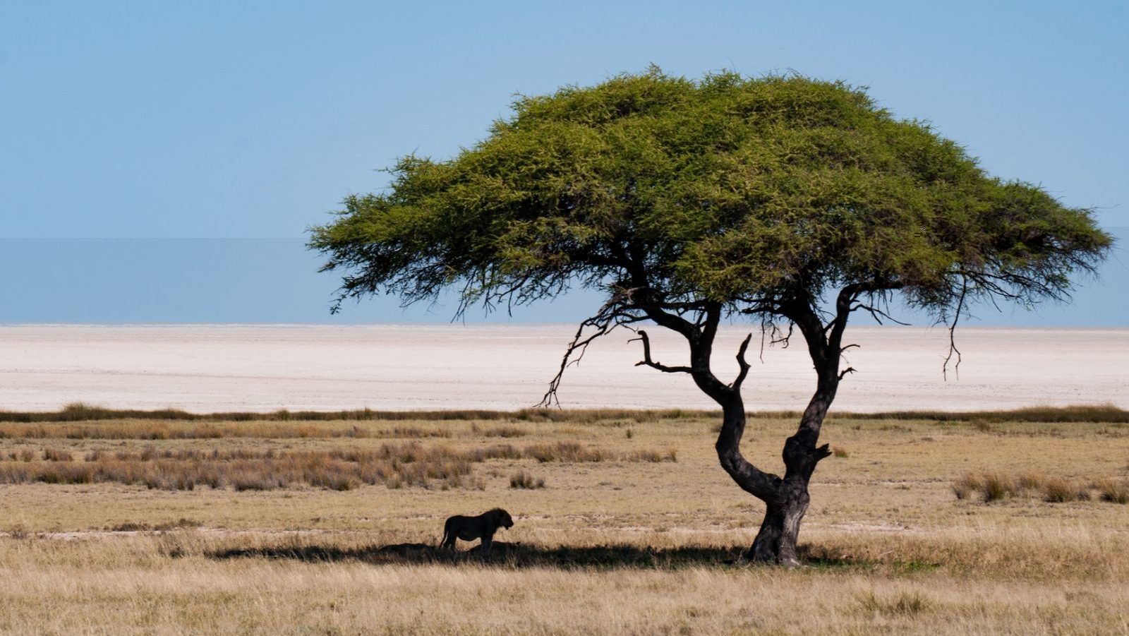 Rondreis Namibië, Etosha, Leeuw in de schaduw onder een boom
