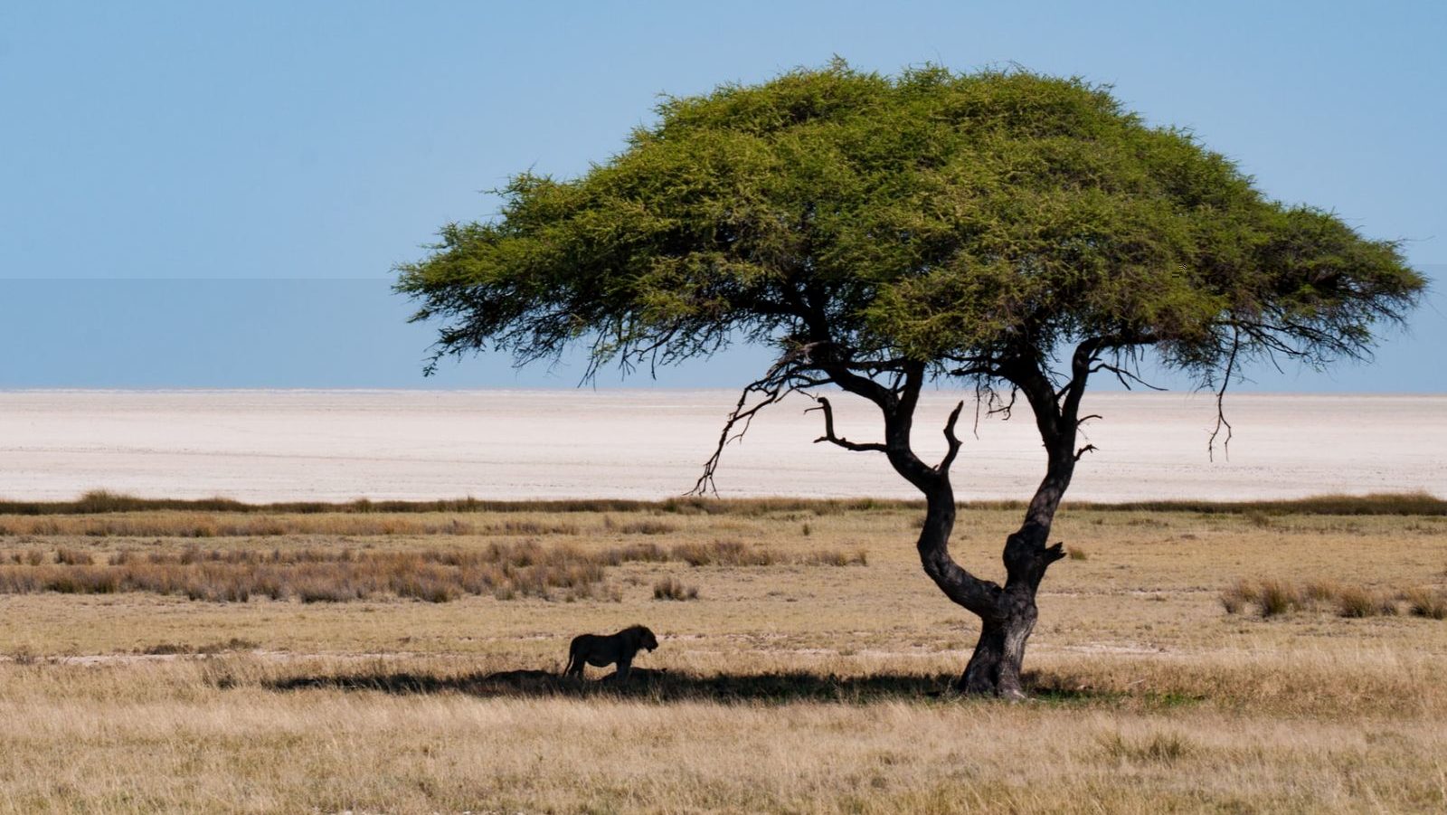 Rondreis Namibië, Etosha, Leeuw in de schaduw onder een boom