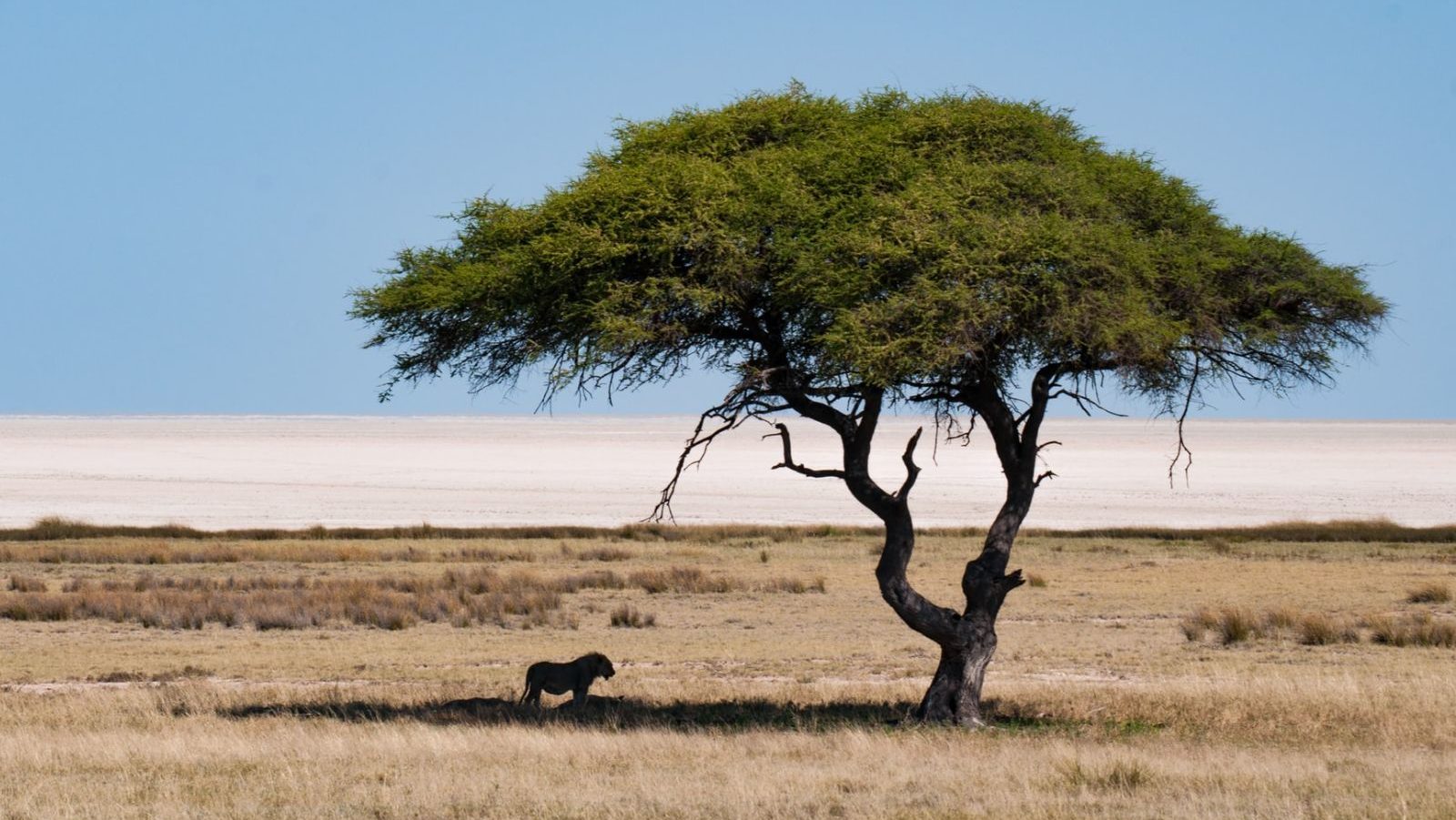 Rondreis Namibië, Etosha, Leeuw in de schaduw onder een boom