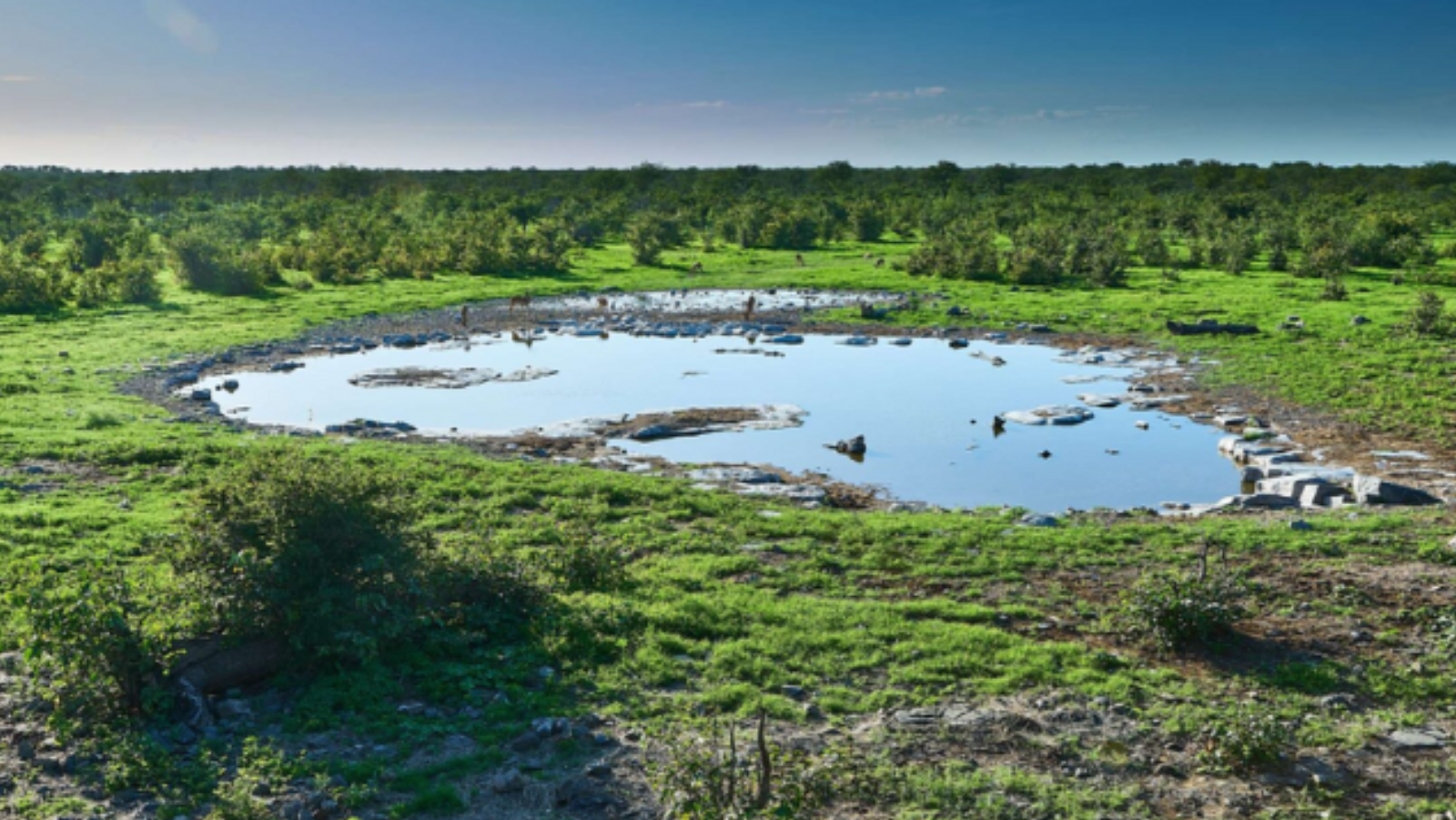 Rondreis-Namibie-Etosha-NP-Halali-Halali-Resort-natuur-aspect-ratio-1000-563