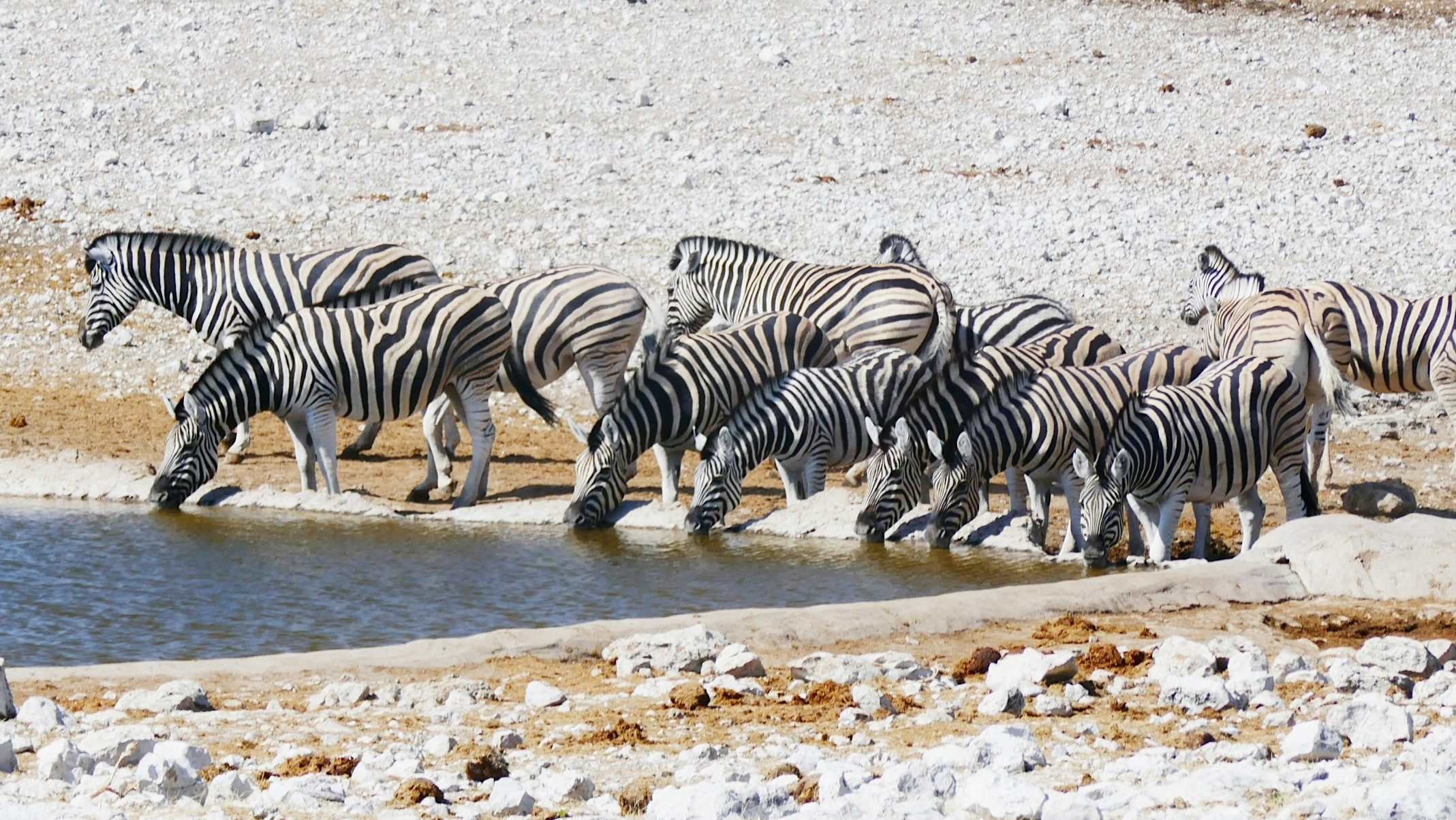 Rondreis Namibië, Etosha National Park, zebras