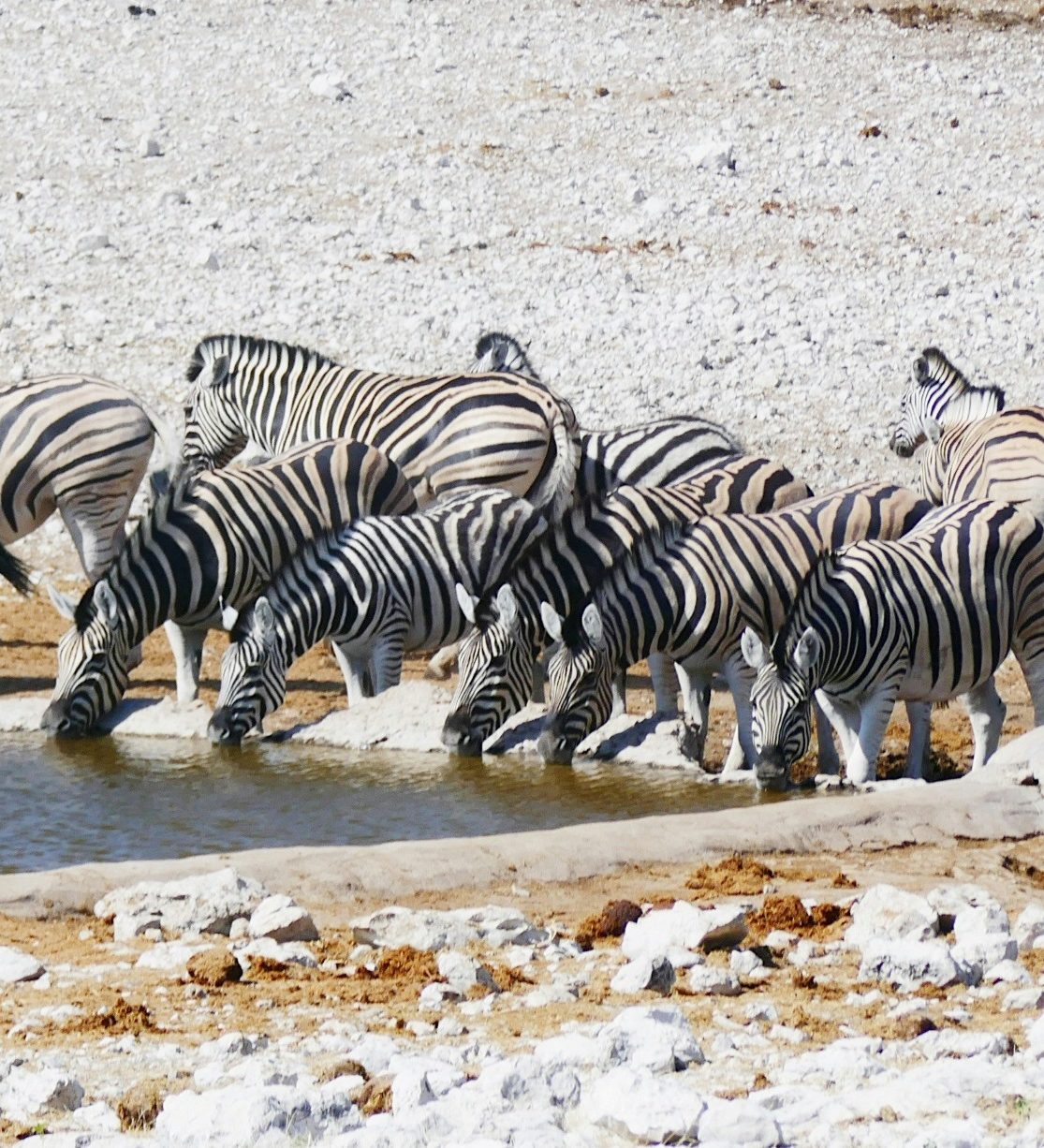 Rondreis Namibië, Etosha National Park zebra's