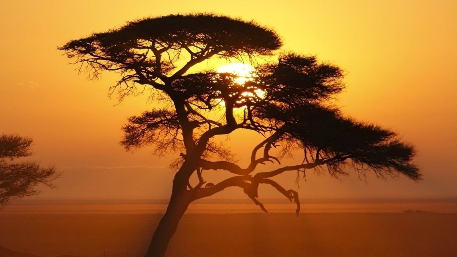 Rondreis Namibië, Etosha, boom in vallei tijdens zonsondergang