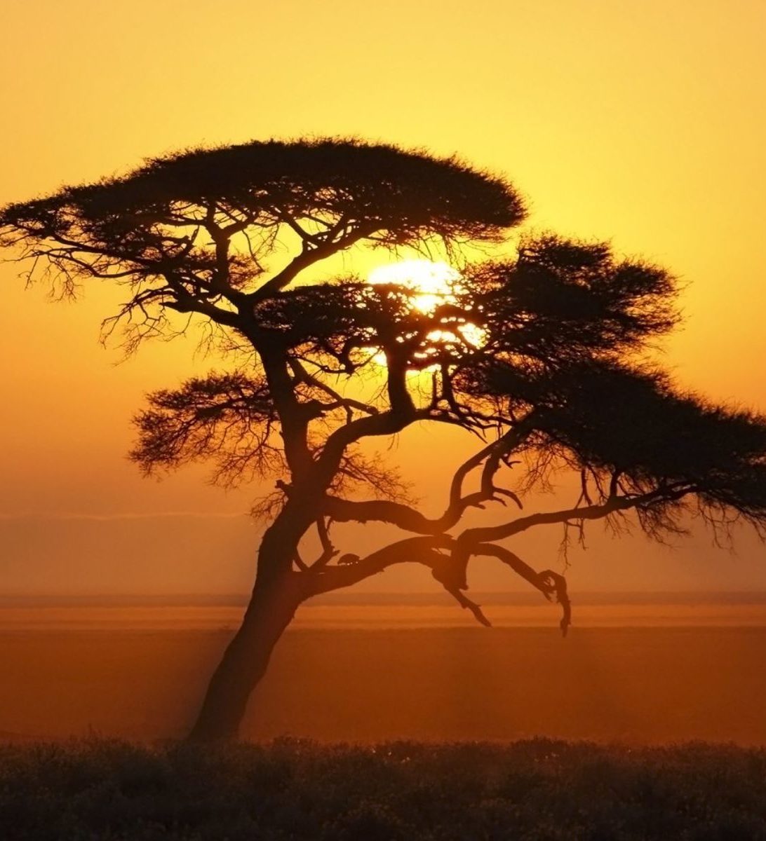 Rondreis-Namibie-Etosha-boom-in-vallei-tijdens-zonsondergang-aspect-ratio-382-420