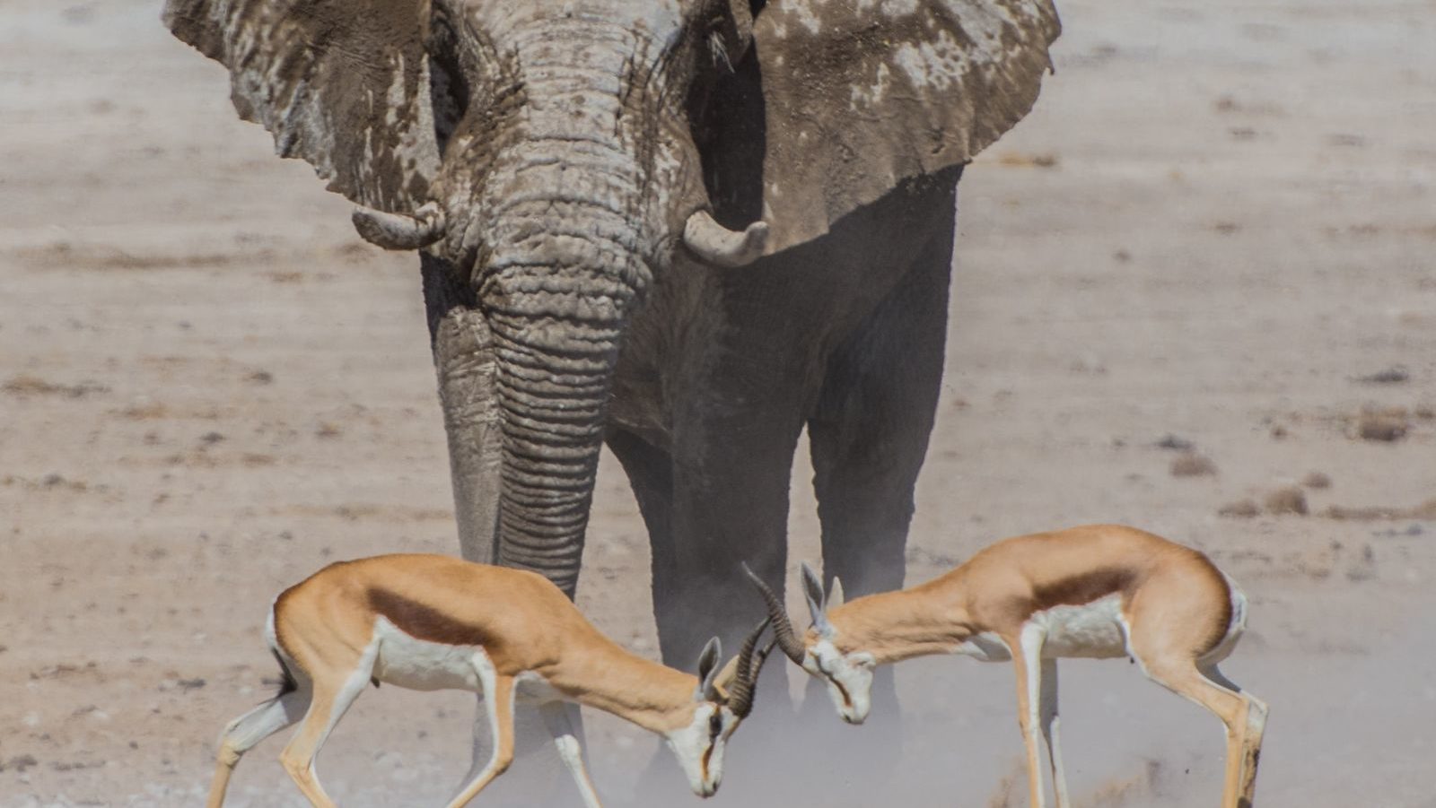 Rondreis Namibië, Etosha, olifant met twee steenbokken