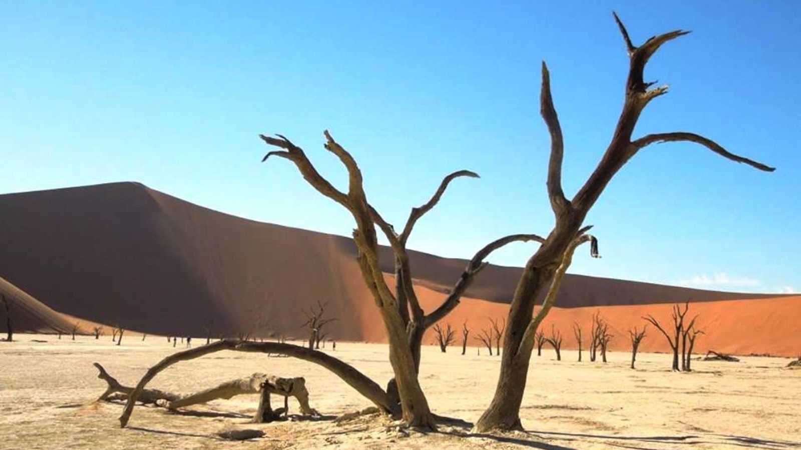 Rondreis Namibië, Sossusvlei, zandduin en bomen