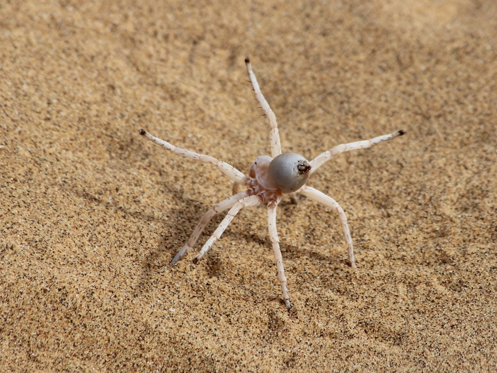 Rondreis Namibië, Swakopmund, Little Five, Cartweeling Spider (dansende witte dame spin)