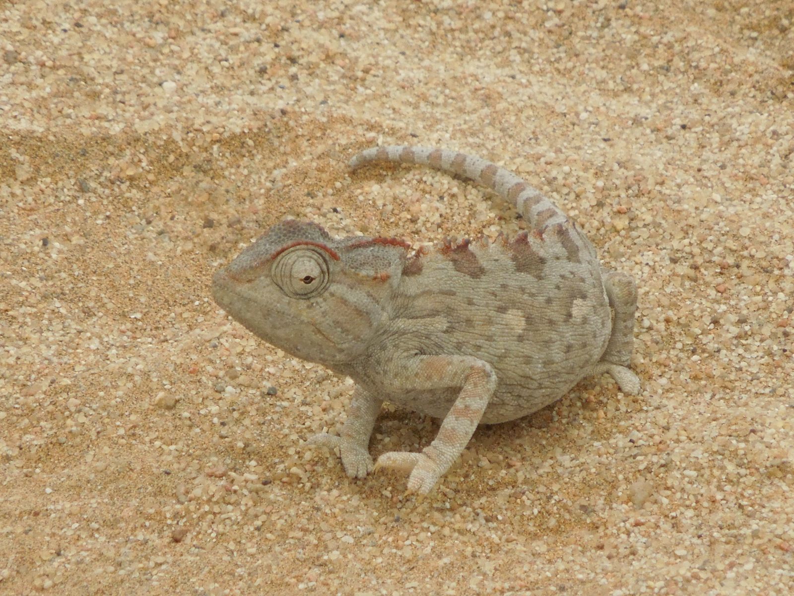 Rondreis Namibië, Swakopmund, Little Five, Namaqua Kameleon