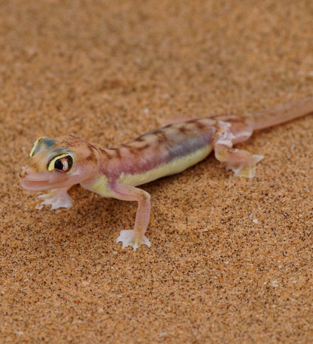 Rondreis Namibië, Swakopmund, Little Five, Namib Dune Gecko