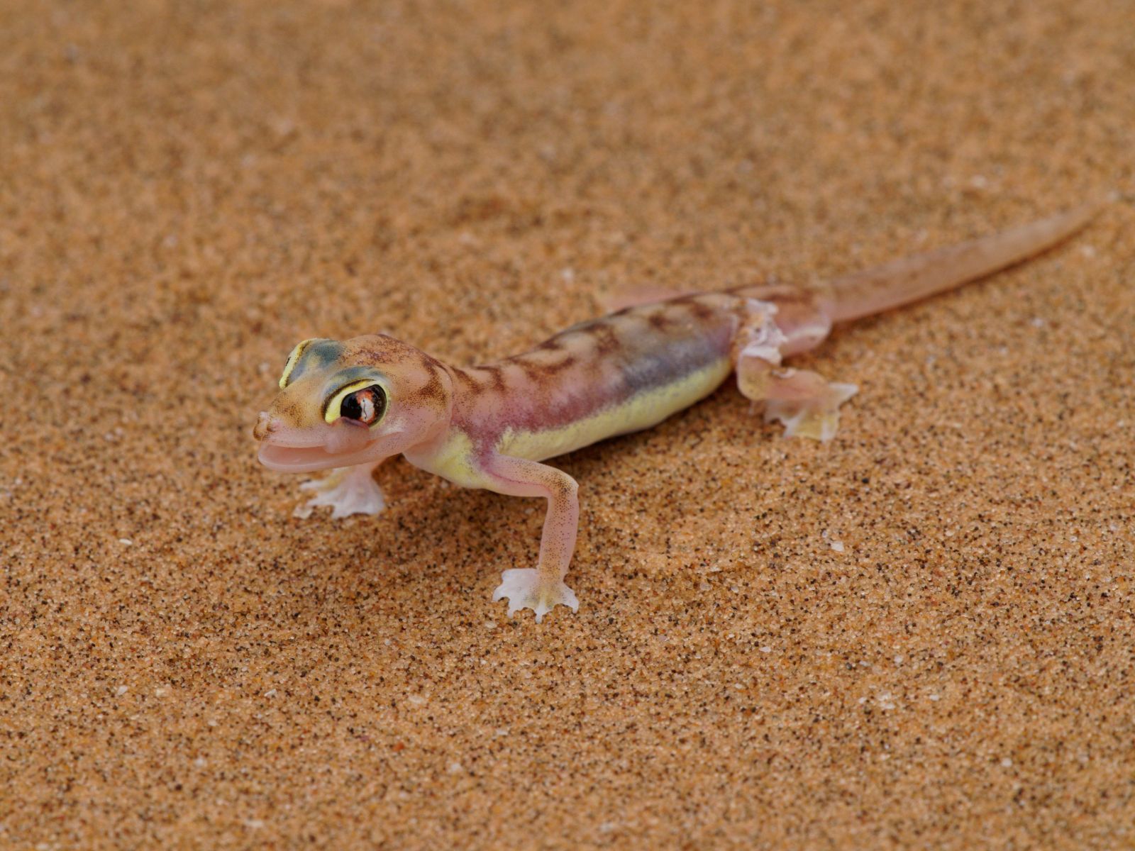 Rondreis Namibië, Swakopmund, Little Five, Namib Dune Gecko