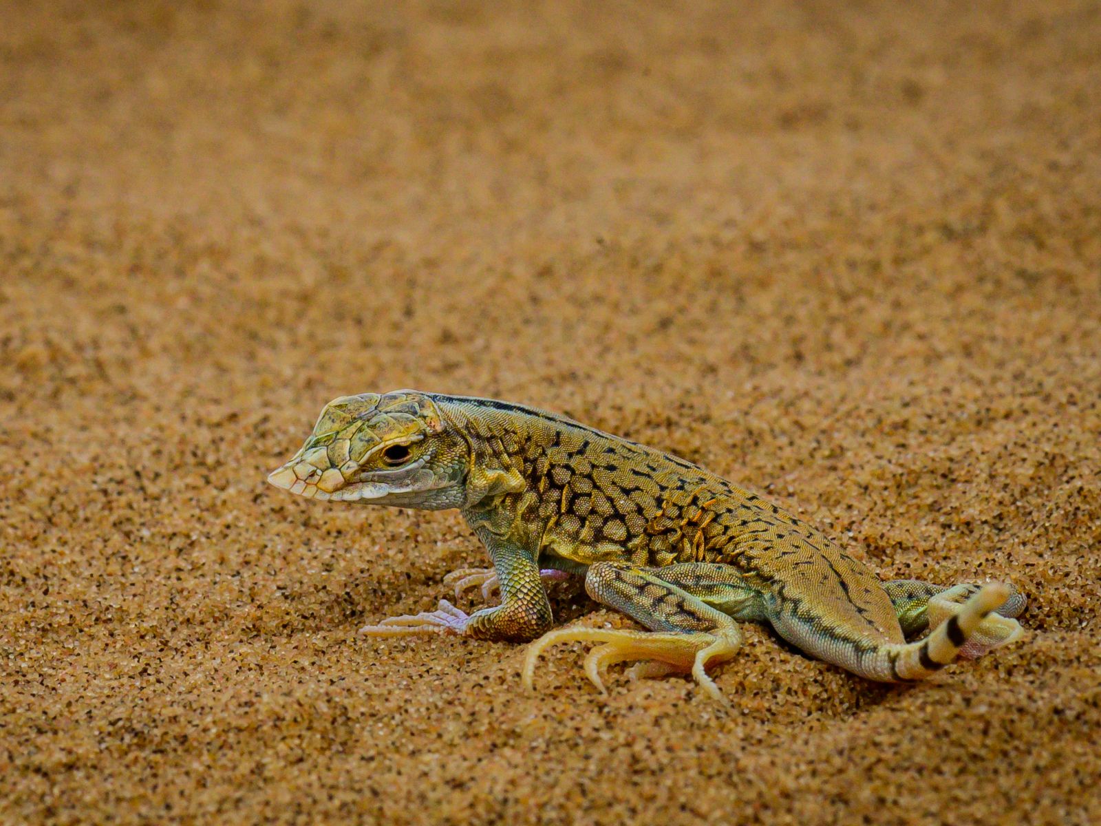 Rondreis Namibië, Swakopmund, Little Five, Shovel Snouted Lizard (hagedis)