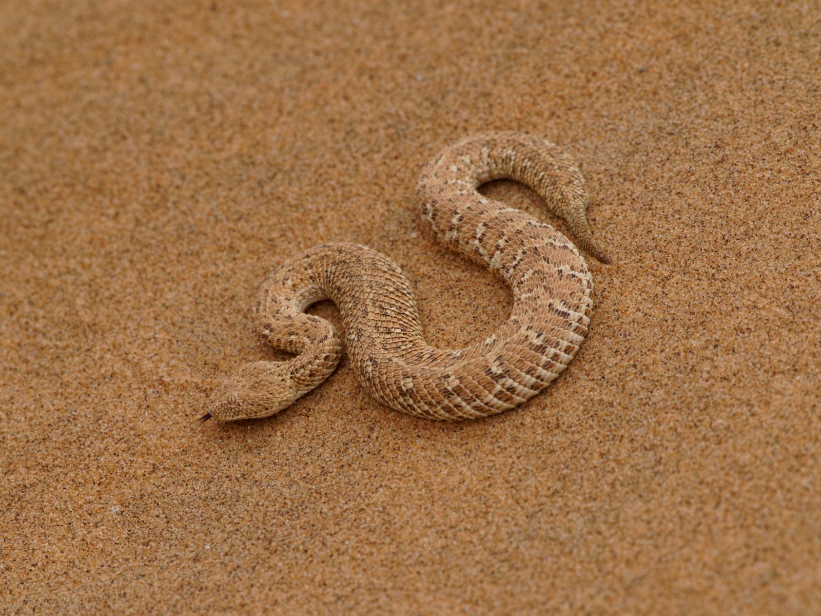 Rondreis Namibië, Swakopmund, Little Five, Sidewinger Snake (Ratelslang)