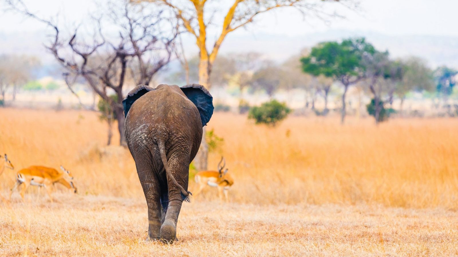 Rondreis Tanzania, Mikumi NP, vallei met achterkant olifant en steenbokken op achtergrond