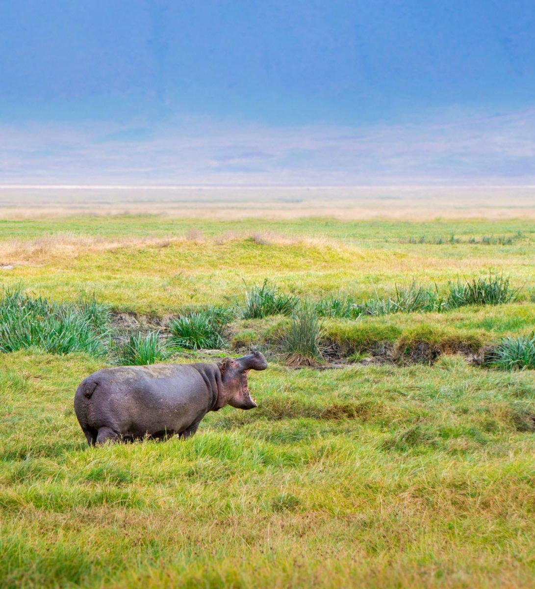 Rondreis Tanzania, Ngorongoro Crater, Nijlpaard in het gras