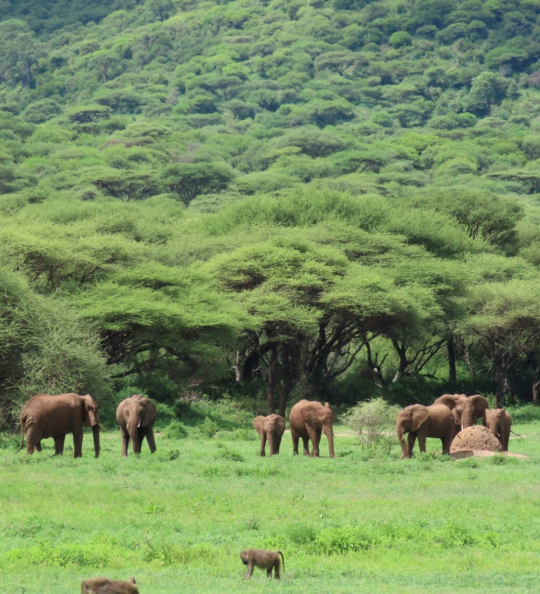 Rondreis Tanzania, Ngorongoro Crater, Olifanten in het groene gras met bos en bergen op achtergrond