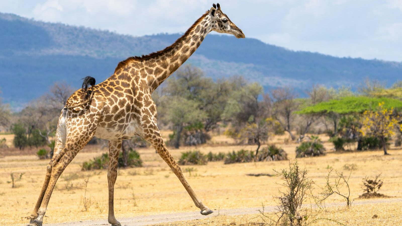 Rondreis Tanzania, Nyerere National Park, Giraffe