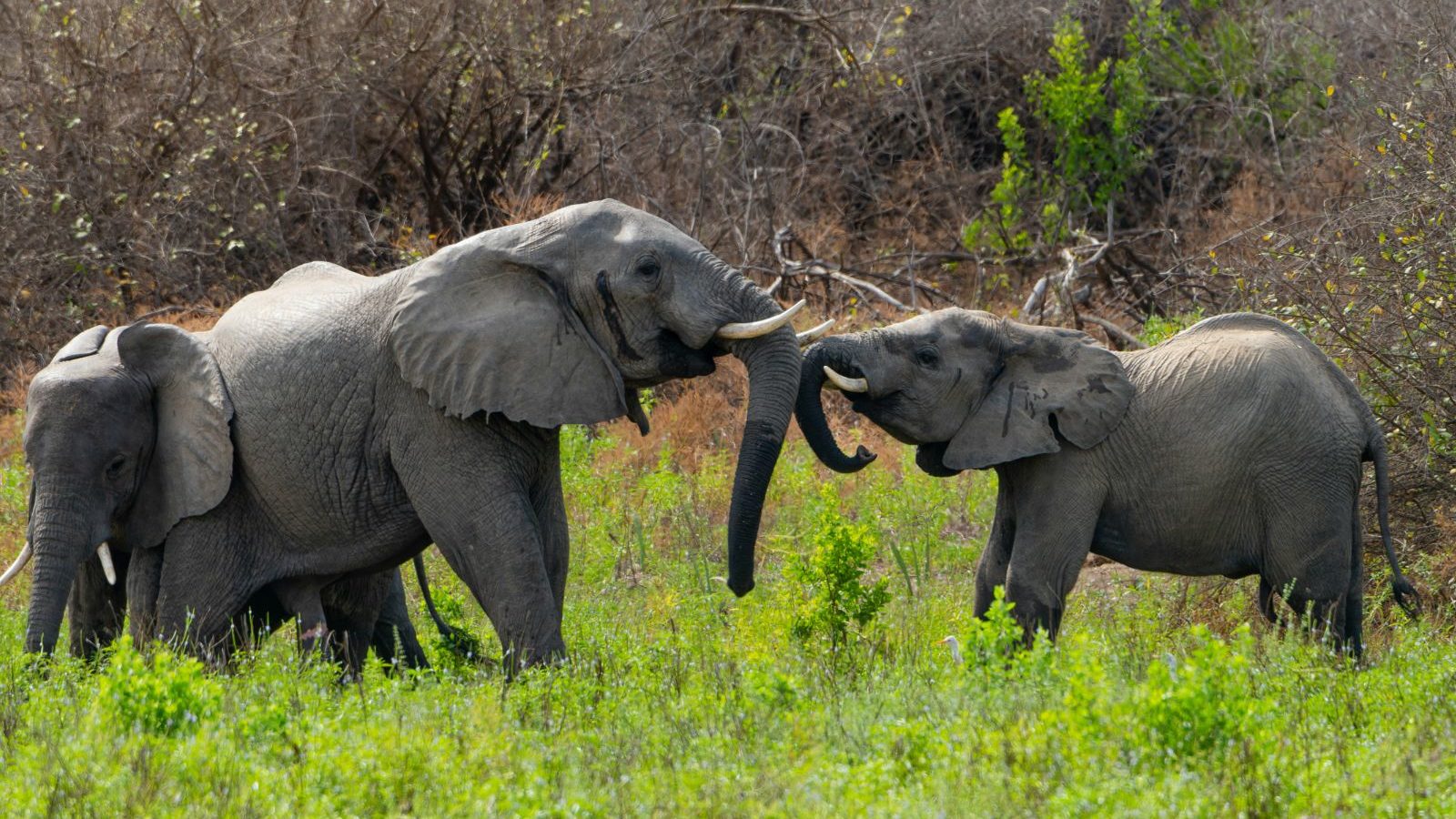 Rondreis Tanzania, Nyerere National Park, olifanten