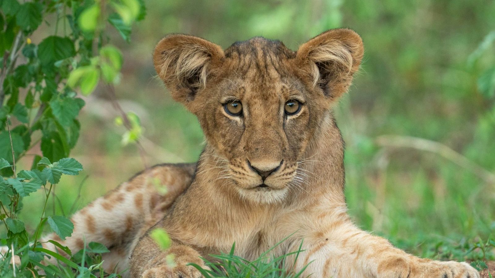 Rondreis Tanzania, Ruaha National Park, welpje