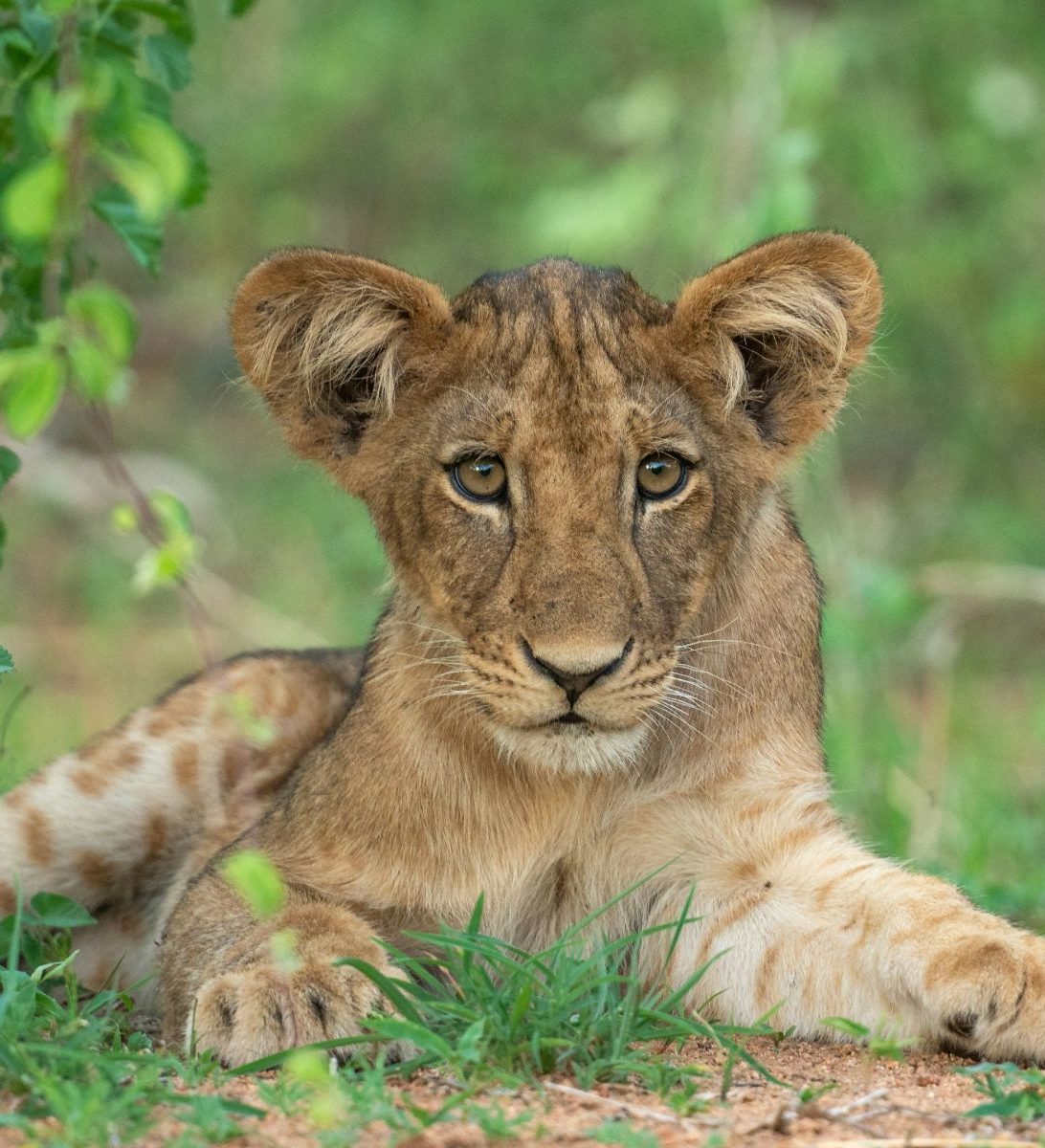 Rondreis-Tanzania-Ruaha-National-Park-welpje