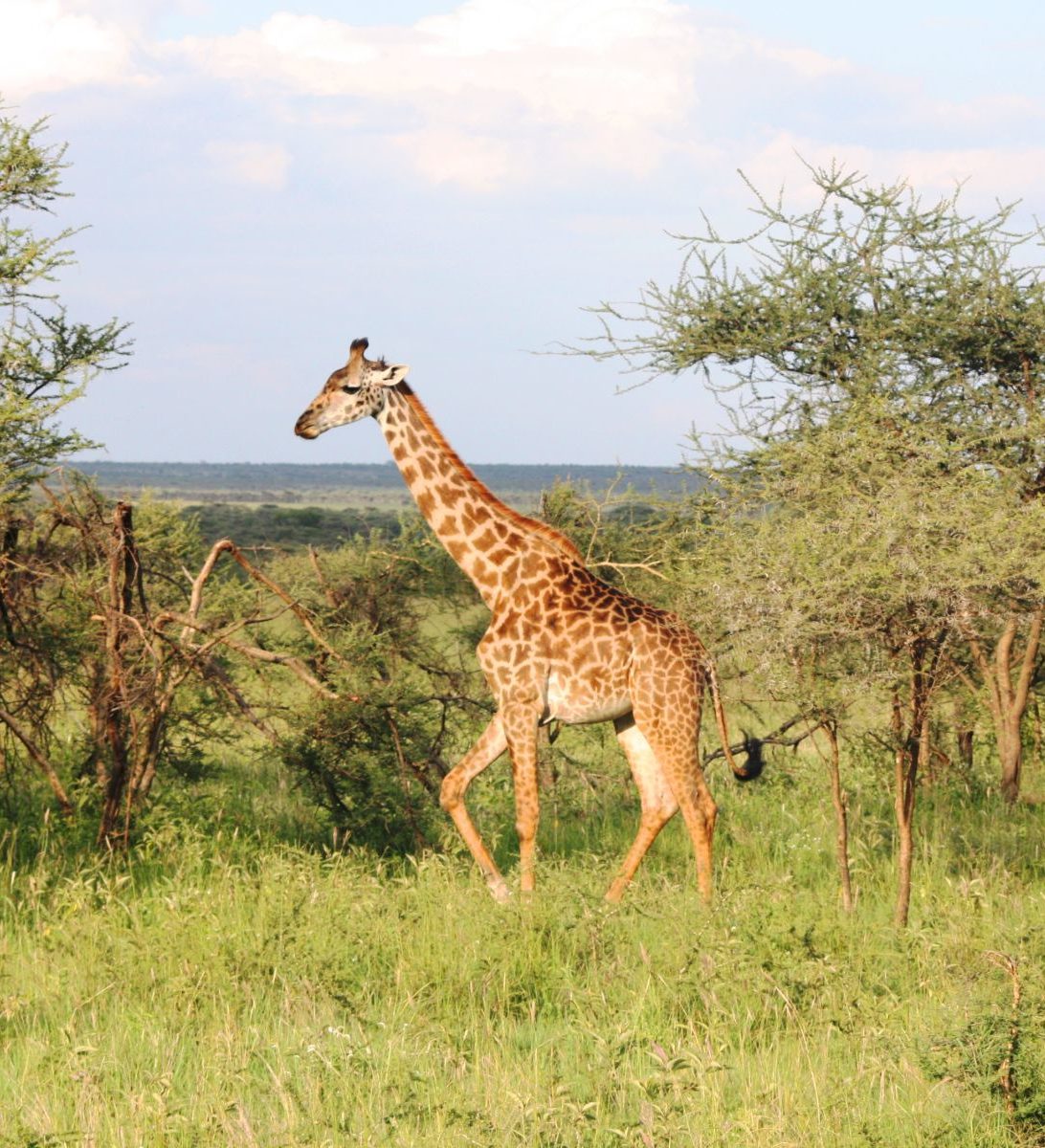 Rondreis Tanzania, Serengeti, Giraffe